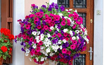 Hanging Baskets