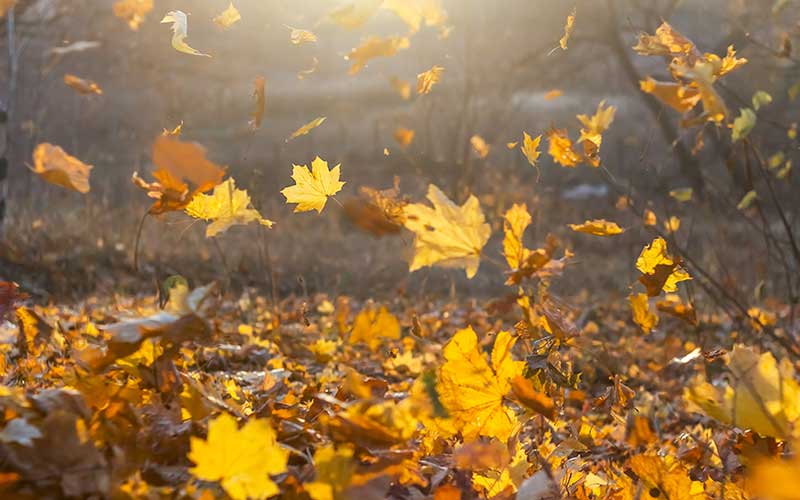 Spring and Autumn Clearance